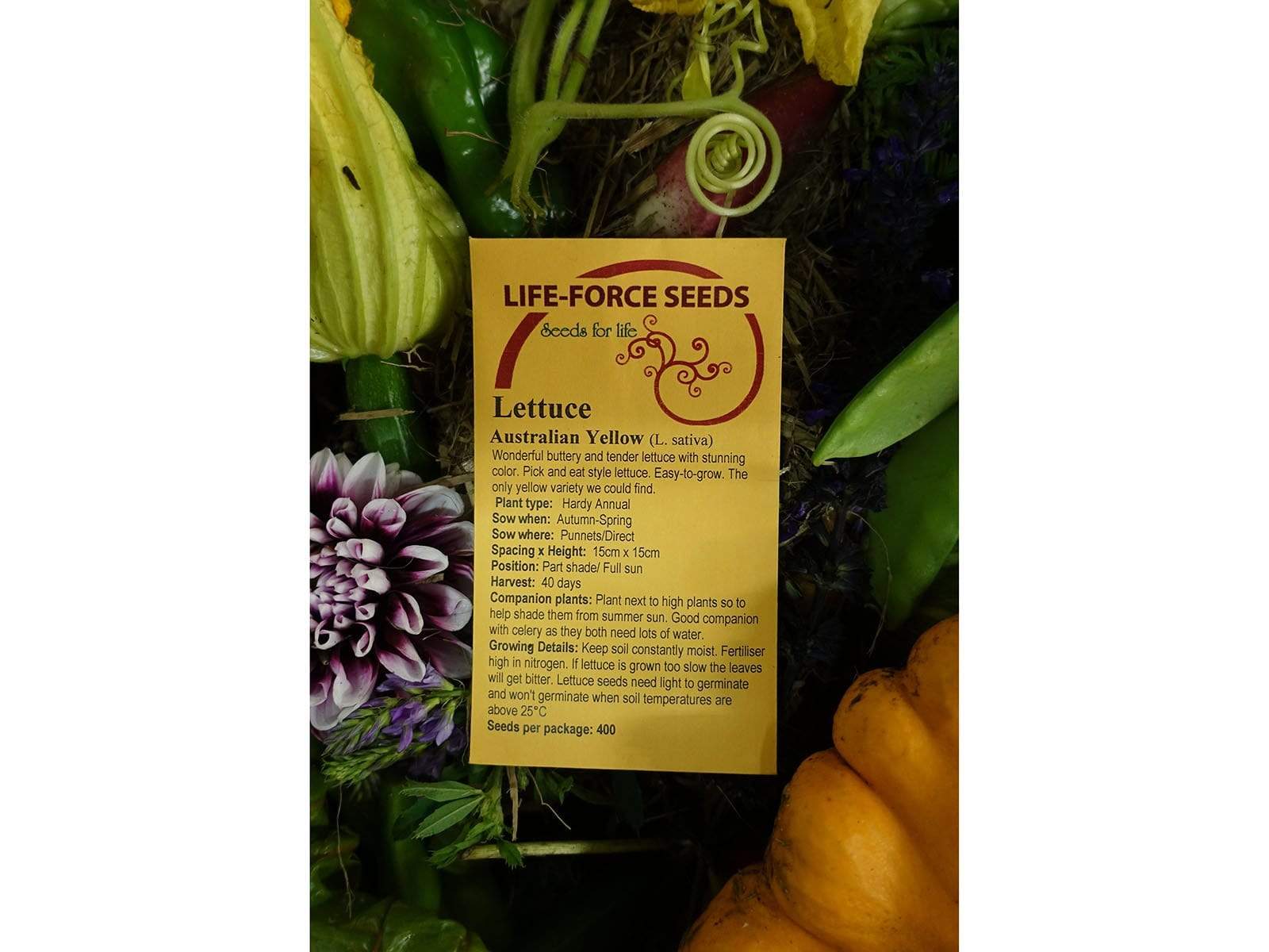 Lettuce Australian Yellow - LifeForce Seeds