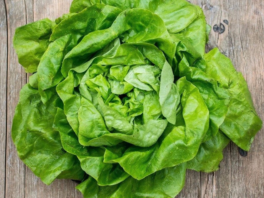 Lettuce Gustav Salad - LifeForce Seeds