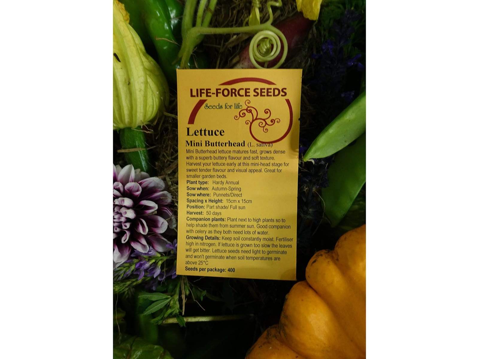 Lettuce Mini Butterhead - LifeForce Seeds
