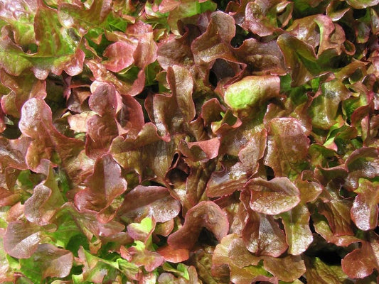 Lettuce Royal Oakleaf Red - LifeForce Seeds