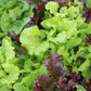 Lettuce Mix Pick & Eat - LifeForce Seeds