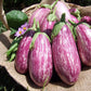 Eggplant, Listada de Gandia - LifeForce Seeds