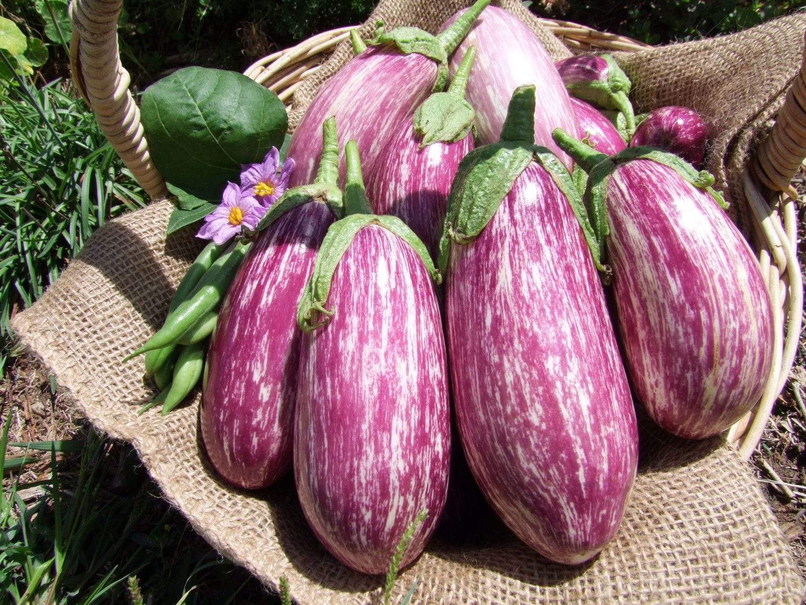 Eggplant, Listada de Gandia - LifeForce Seeds