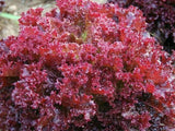 Lettuce Lollo Rosso - LifeForce Seeds