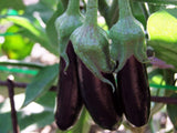 Eggplant, Long Purple - LifeForce Seeds