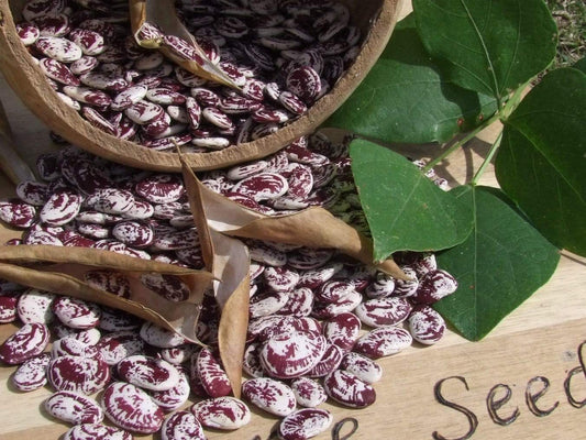 Bean Lima Madagascar - LifeForce Seeds