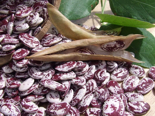 Bean Lima Madagascar - LifeForce Seeds