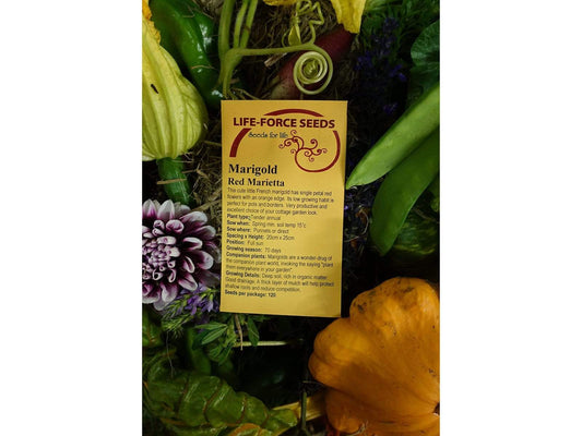 Marigold French Spanish Red Brocade - LifeForce Seeds