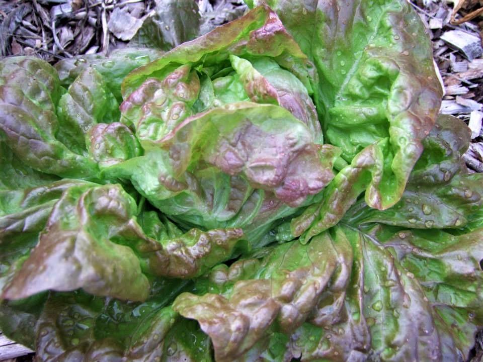Lettuce Marvel of four seasons - LifeForce Seeds