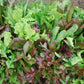 Mesclun Salad Mix - LifeForce Seeds