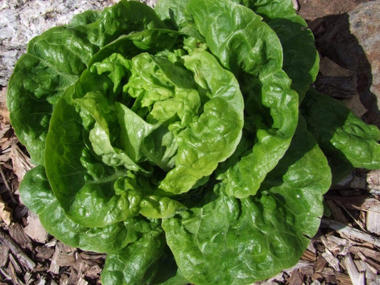 Lettuce Mignonette Green - LifeForce Seeds