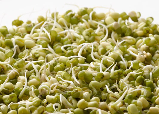 Mung Bean - LifeForce Seeds