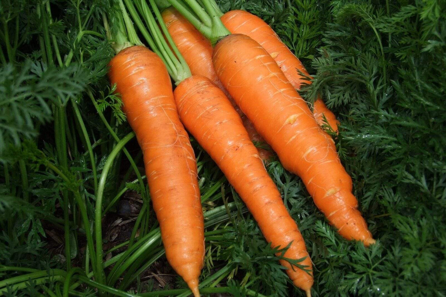Carrot Nates - LifeForce Seeds