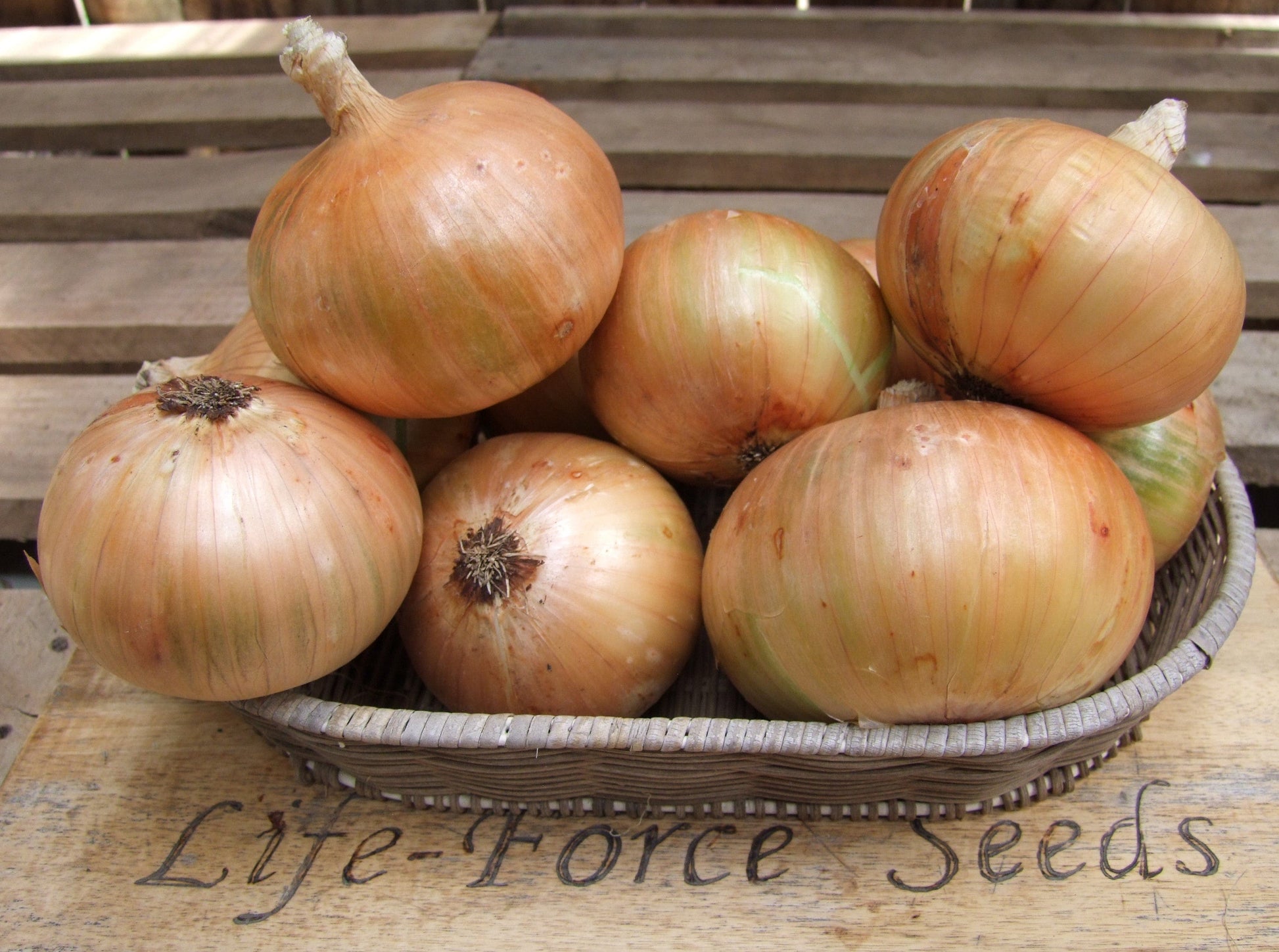 Onion Cream Gold - LifeForce Seeds
