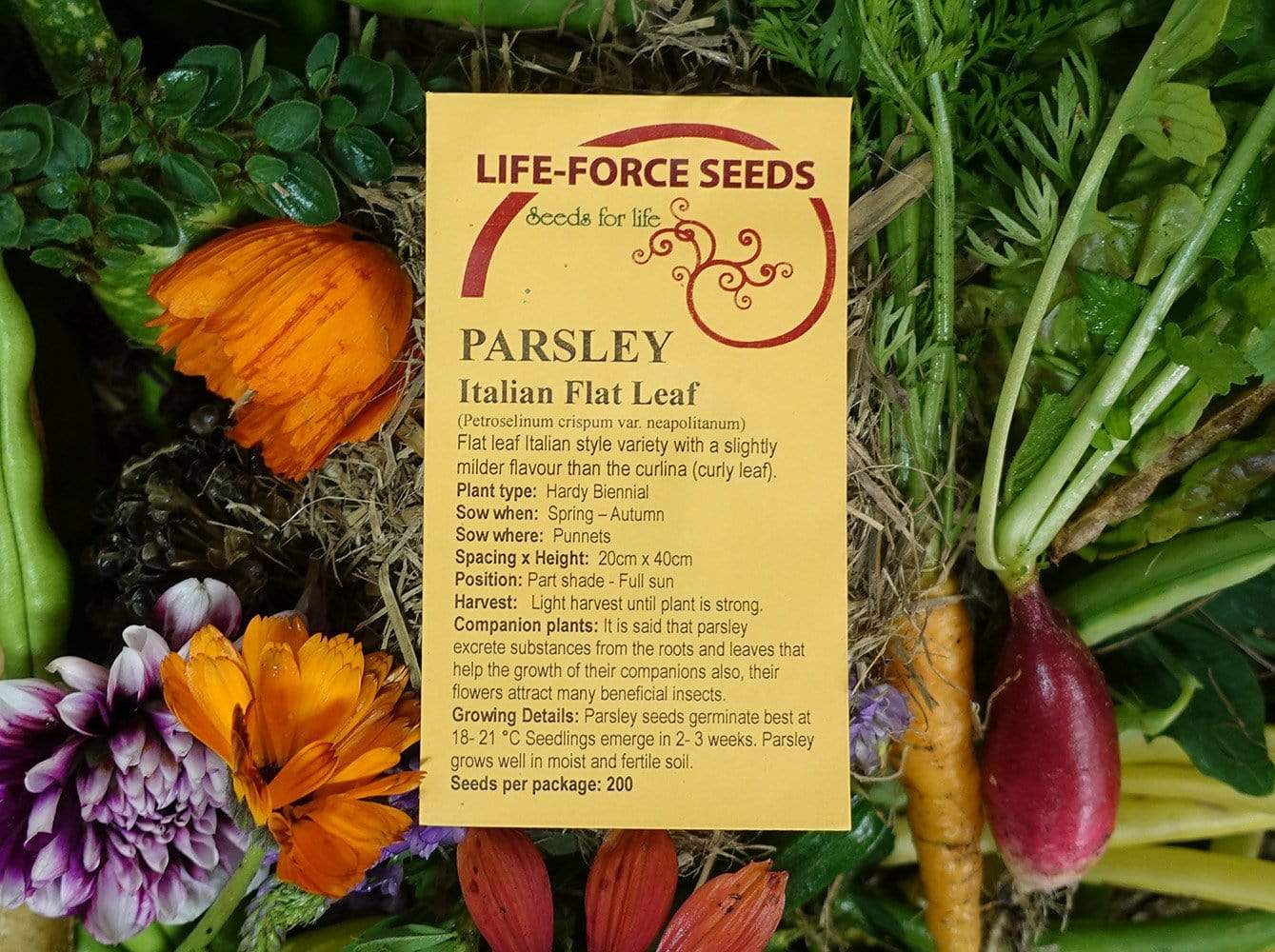 Parsley Italian Flat Leaf - LifeForce Seeds