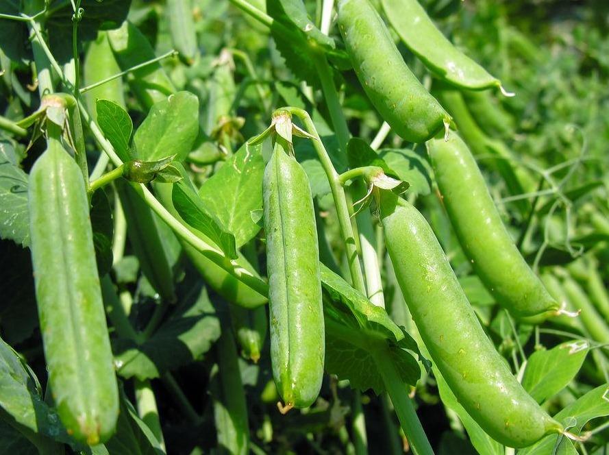 Pea, Greenfeast - LifeForce Seeds