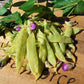 Pea Climbing, Golden Podded - LifeForce Seeds