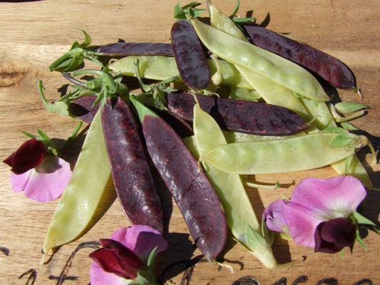 Pea Climbing, Golden & Purple Podded - LifeForce Seeds