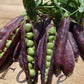 Pea Climbing, Purple podded - LifeForce Seeds