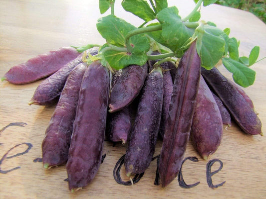 Pea Climbing, Purple podded - LifeForce Seeds