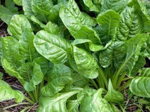 Spinach Perpetual - LifeForce Seeds