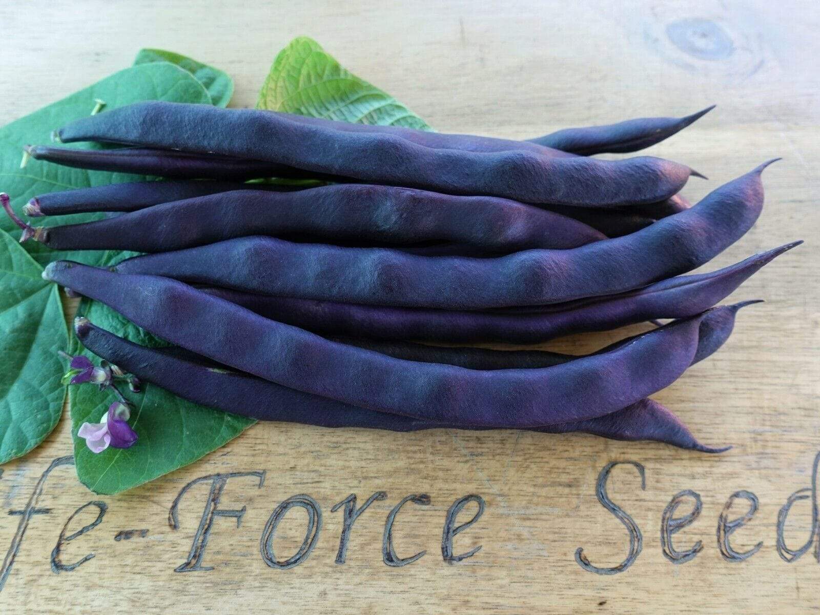 Bean Climbing Purple King - LifeForce Seeds