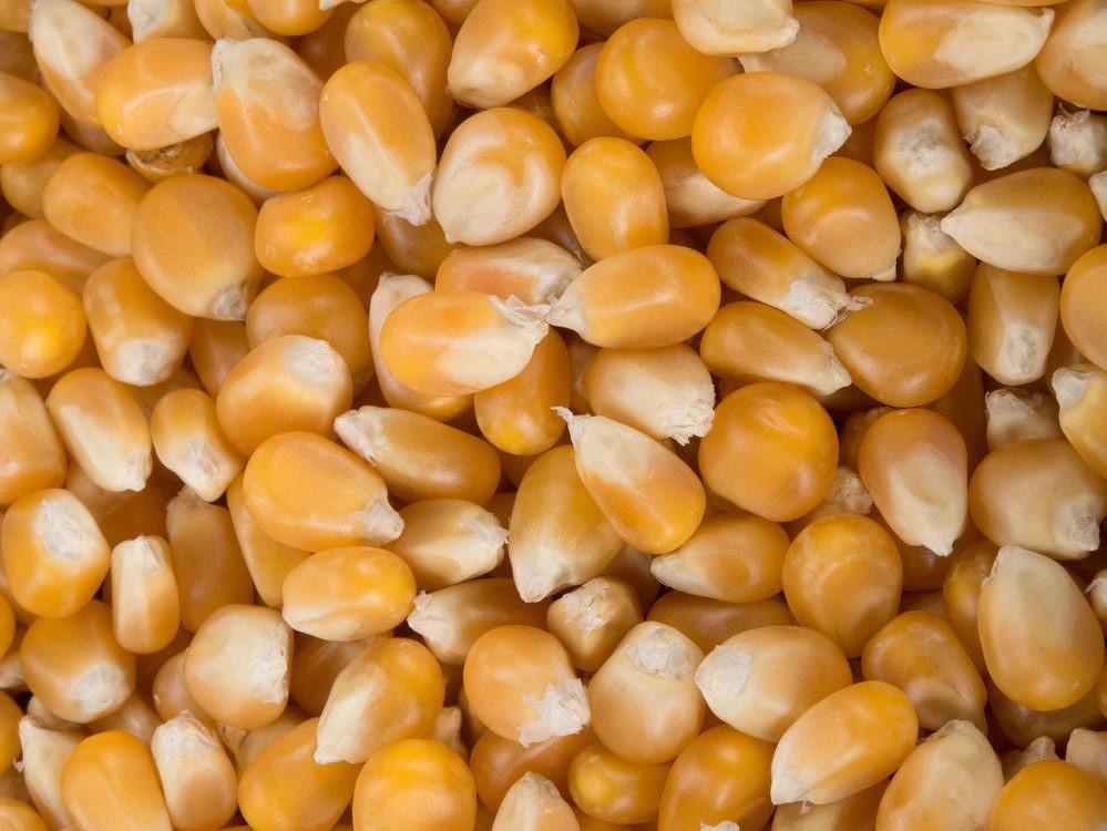 Corn Popcorn - LifeForce Seeds