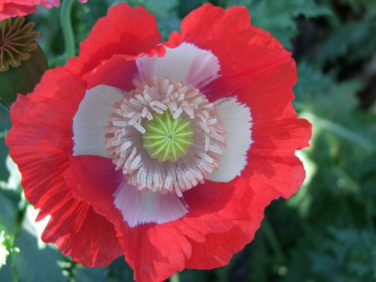 Poppy, Danish Flag - LifeForce Seeds