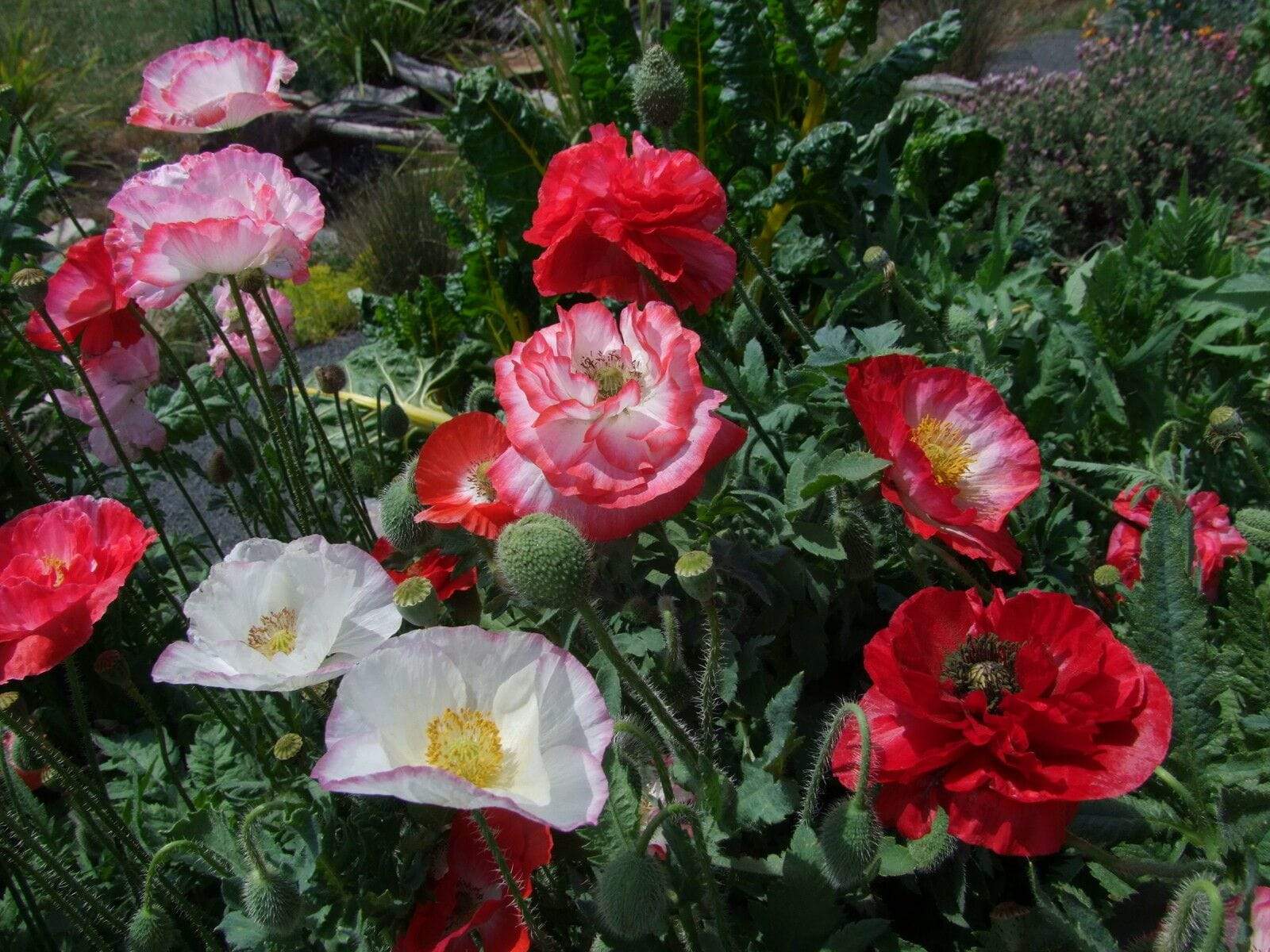 Simley Poppy Poppy, Shirley Double Mix – LifeForce Seeds