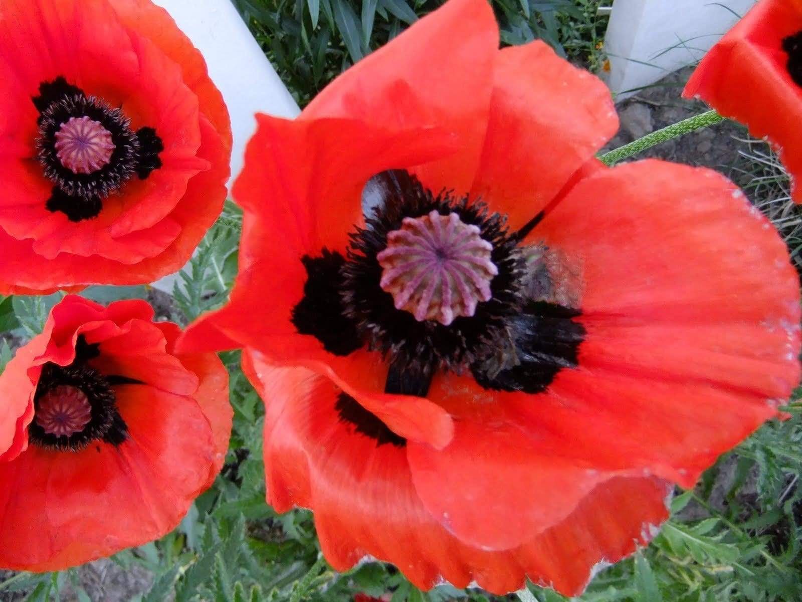 Poppy Flanders Field - LifeForce Seeds