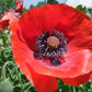 Poppy Flanders Field - LifeForce Seeds