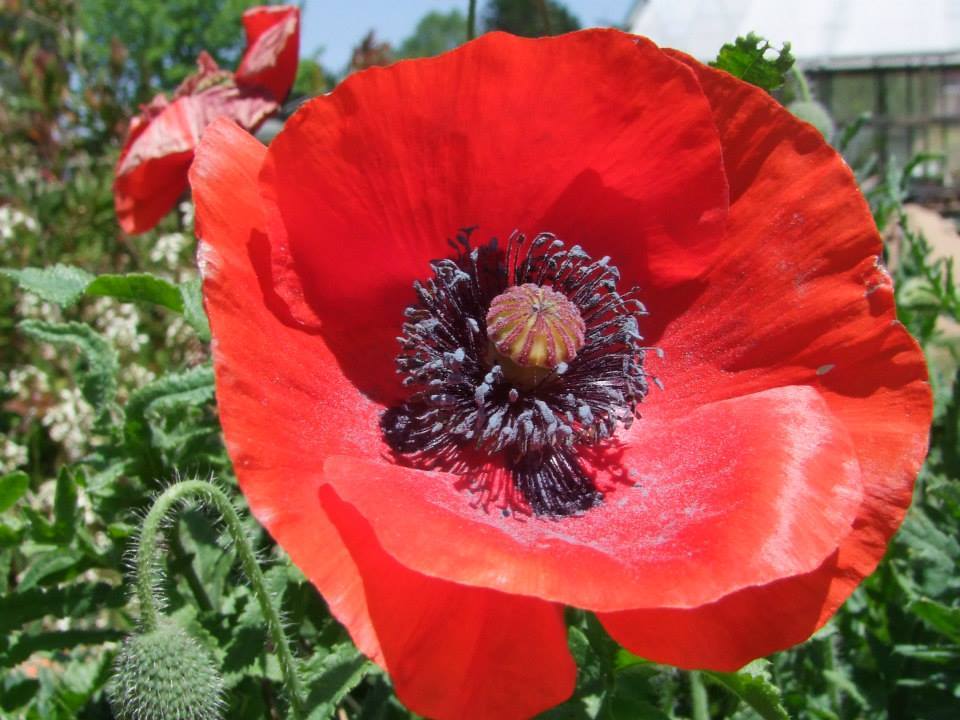 Poppy Flanders Field - LifeForce Seeds