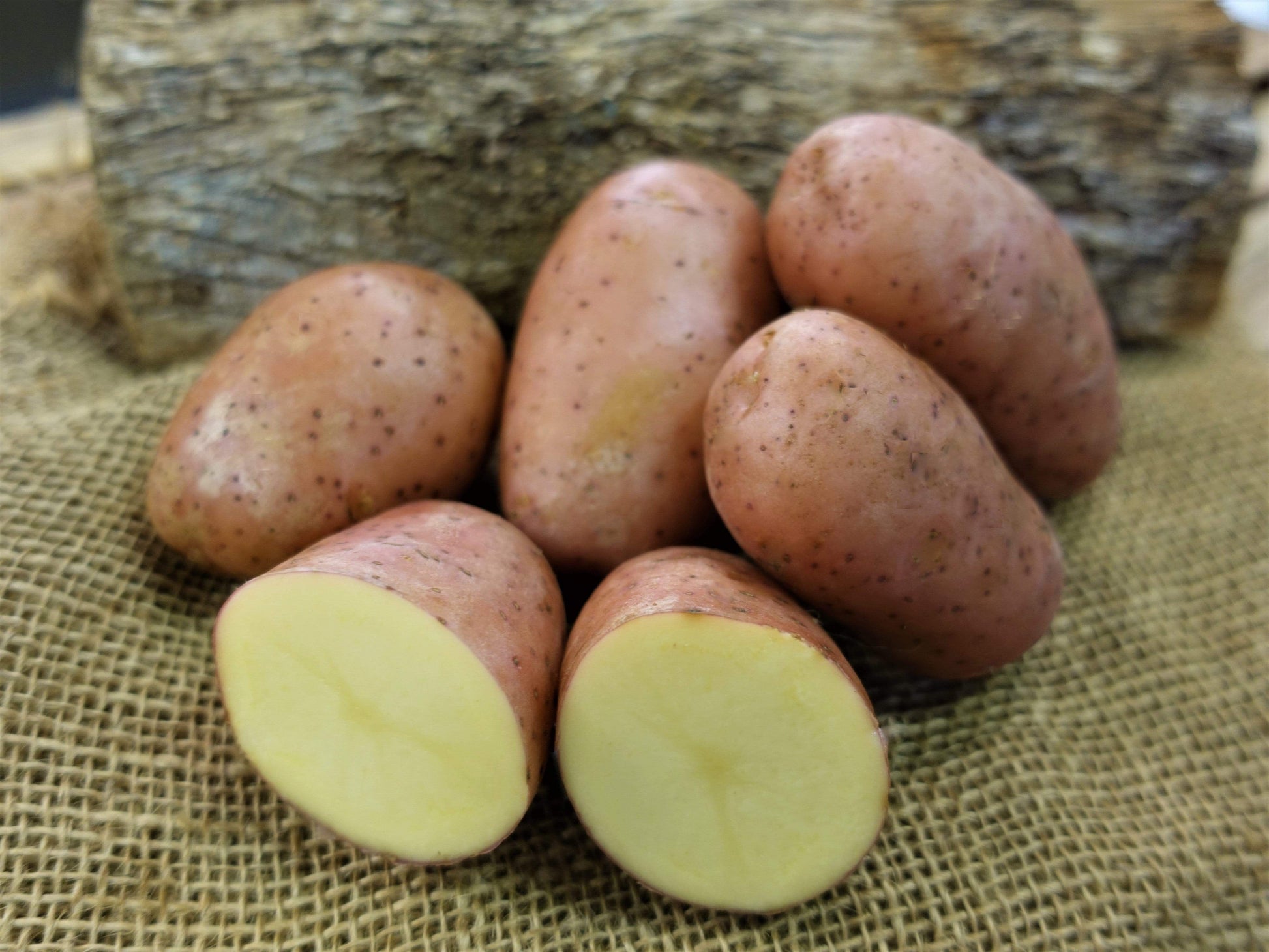 CERTIFIED SEED POTATO RED LADY (1Kg tubers) - LifeForce Seeds