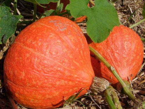 Pumpkin, Potimarron - LifeForce Seeds