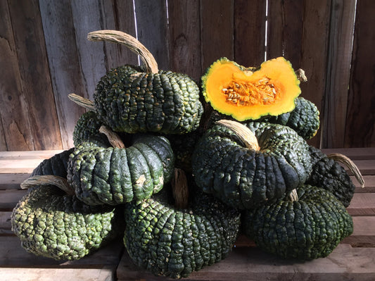 Pumpkin, Australian Ironbark - LifeForce Seeds