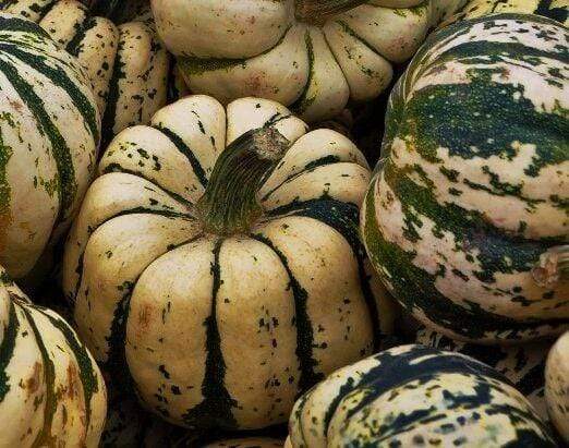 Pumpkin, Sweet Dumpling - LifeForce Seeds