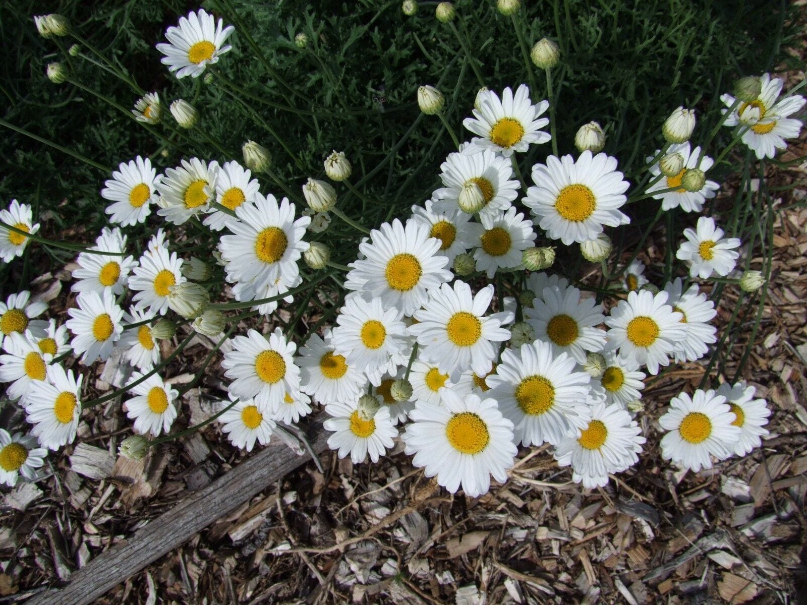 Pyrethrum, True Insecticide – LifeForce Seeds