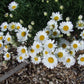 Pyrethrum True Insecticide - LifeForce Seeds