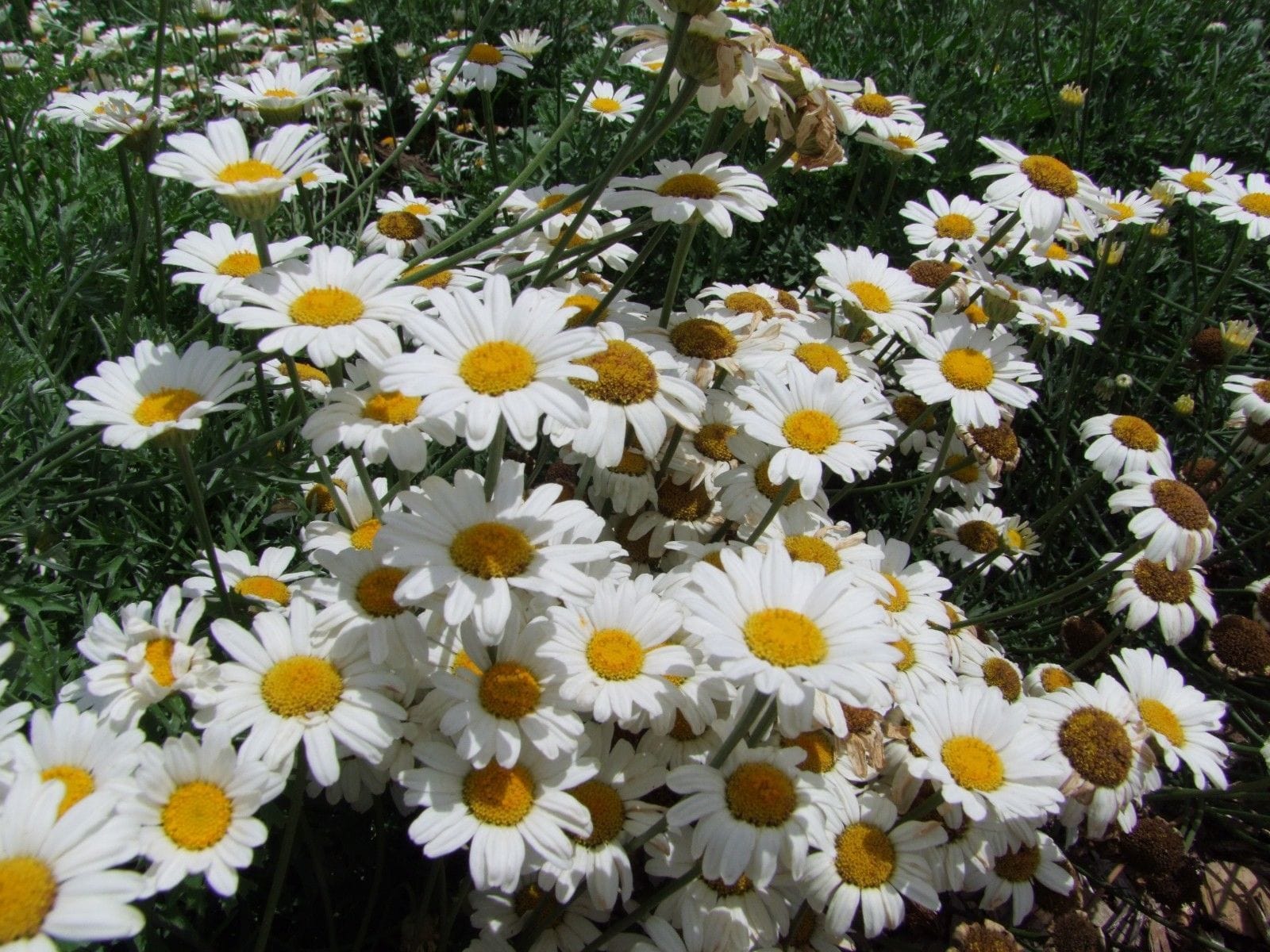 Pyrethrum True Insecticide - LifeForce Seeds