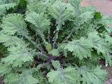 Kale, Red Russian - LifeForce Seeds