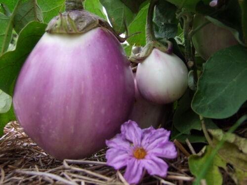 Eggplant, Rosa Bianca - LifeForce Seeds