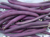 Bean Bush Royal Burgundy - LifeForce Seeds