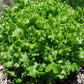 Lettuce Salad Bowl Green - LifeForce Seeds