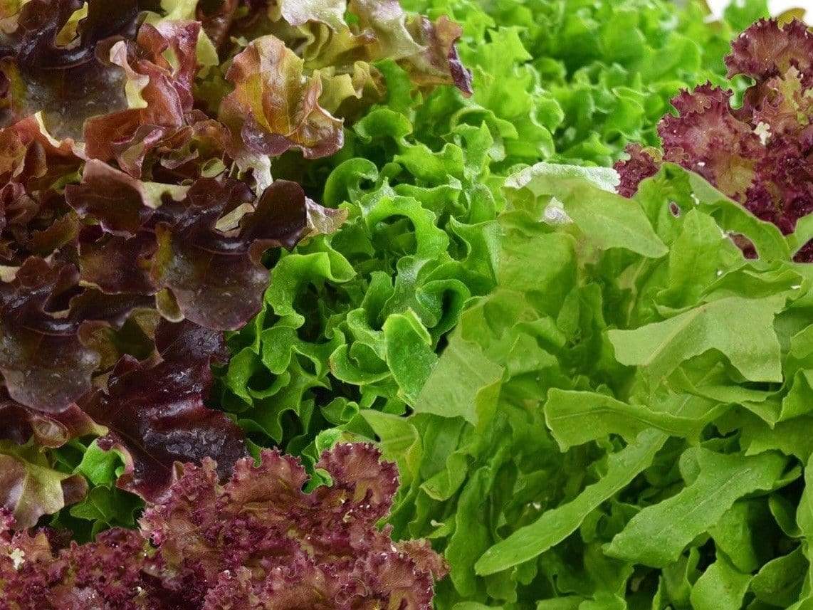 Lettuce Salad Bowl Red and Green Mix - LifeForce Seeds
