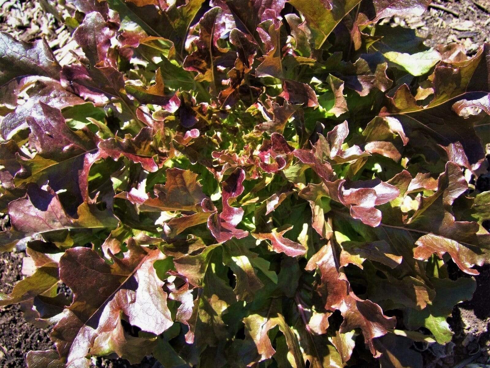 Lettuce Salad Bowl Red - LifeForce Seeds