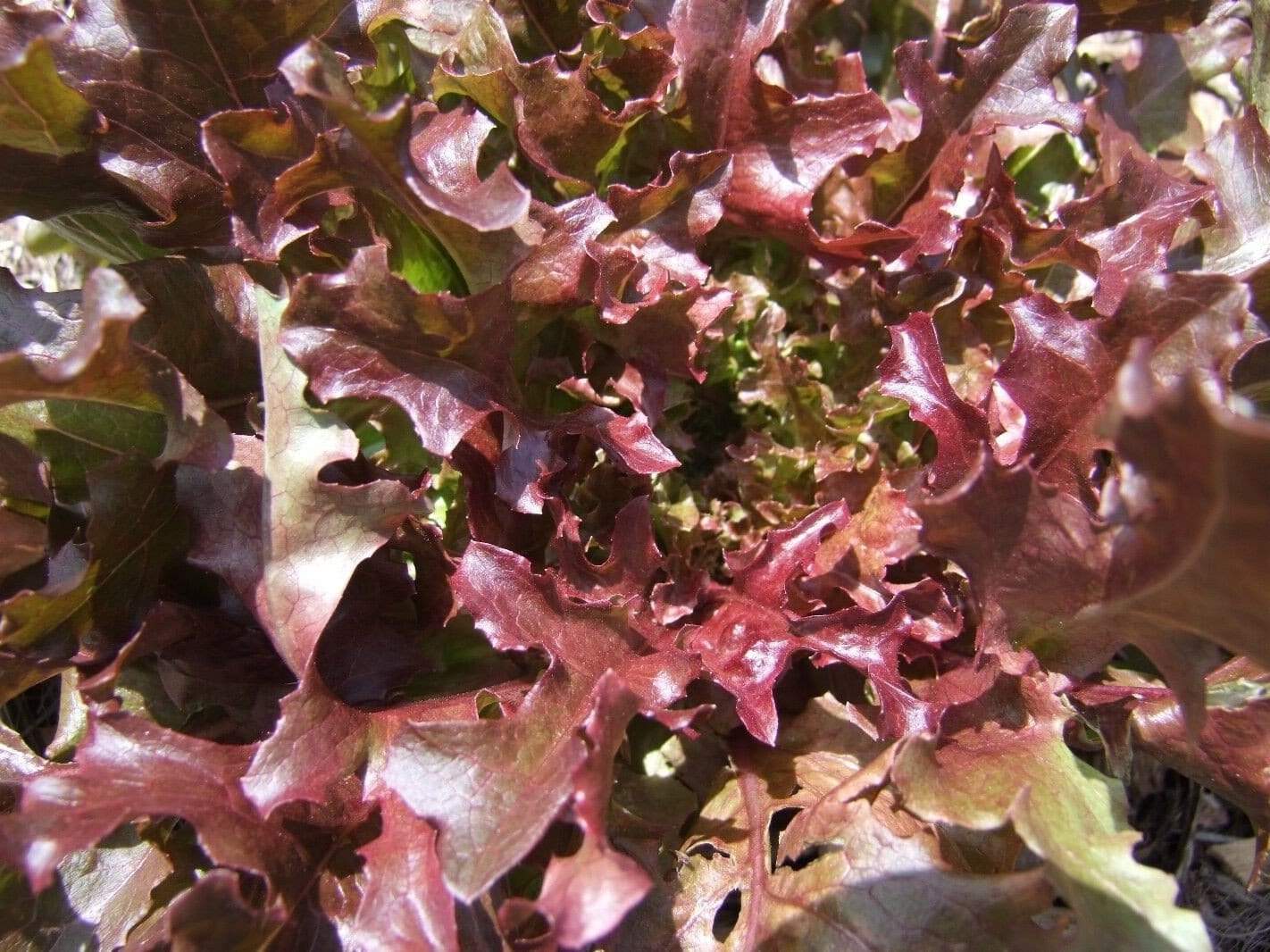 Lettuce Salad Bowl Red - LifeForce Seeds