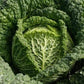 Cabbage Savoy Vertus Green - LifeForce Seeds