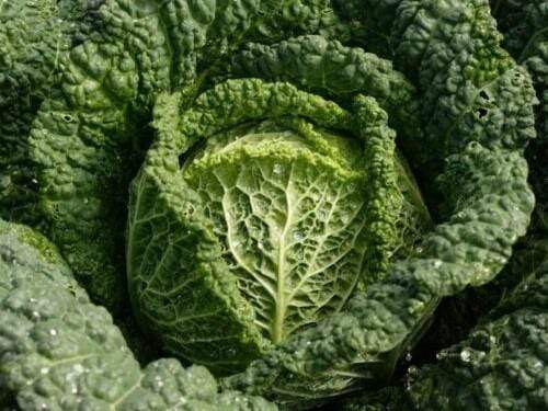 Cabbage Savoy Vertus Green - LifeForce Seeds