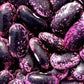 Bean Runner Scarlet - LifeForce Seeds