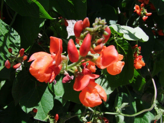 Bean Runner Scarlet - LifeForce Seeds